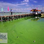 پاورپوینت يوتروفيكاسيون (eutrophication) در اكوسيستم های آبی