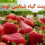 پاورپوینت گیاه شناسی توت فرنگی